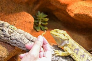 Etwa zwei Drittel der Erreger, die beim Menschen eine Krankheit auslösen können, stammen ursprünglich von Tieren. Copyright: WZF/Jan-Gerrit Baumann