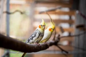 Zwei Nymphensittiche sitzen auf einem Ast in einer Voliere; der vordere Vogel zeigt ein gelbes Haubengefieder, orange Wangenflecken und gescheckte Flügel, während der hintere Vogel leicht unscharf im Hintergrund steht.